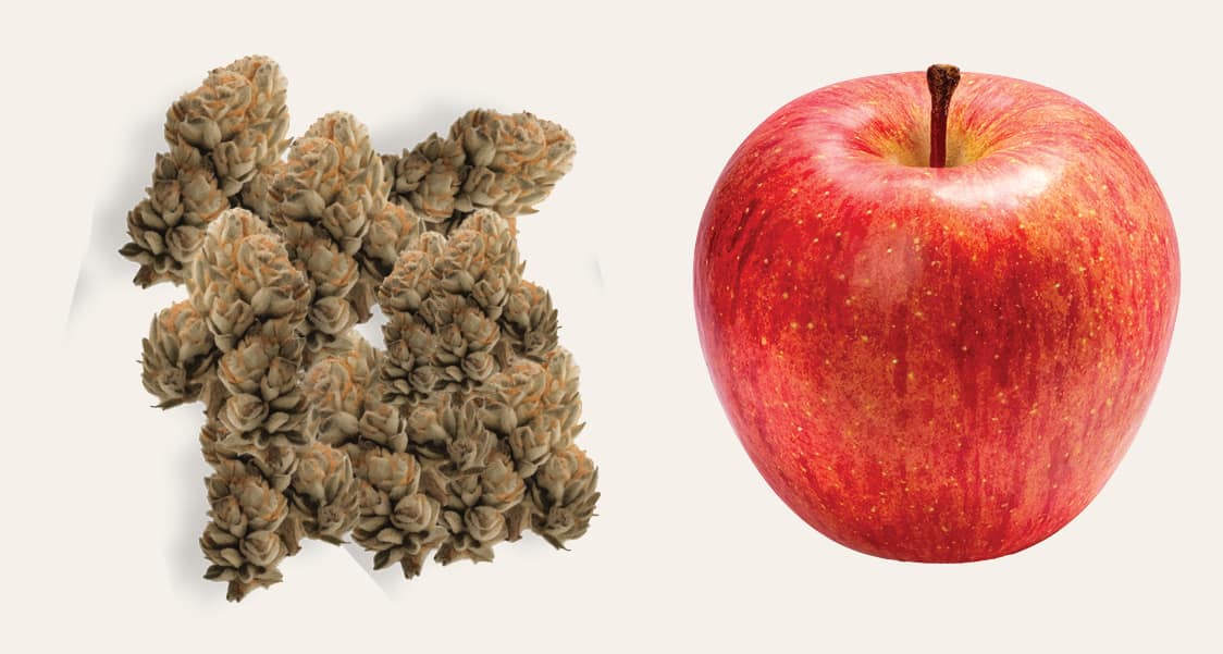 cannabis and apple size comparison