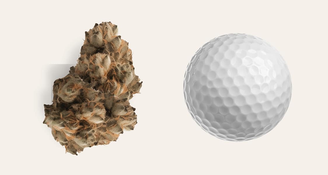 cannabis and golf ball size comparison