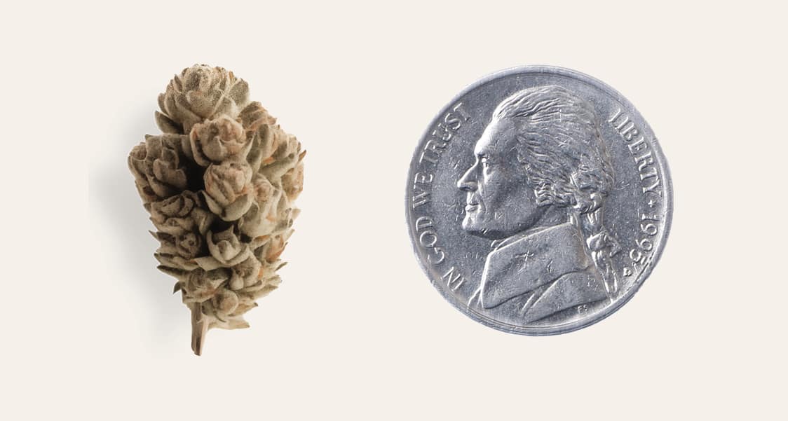 cannabis and nickel size comparison