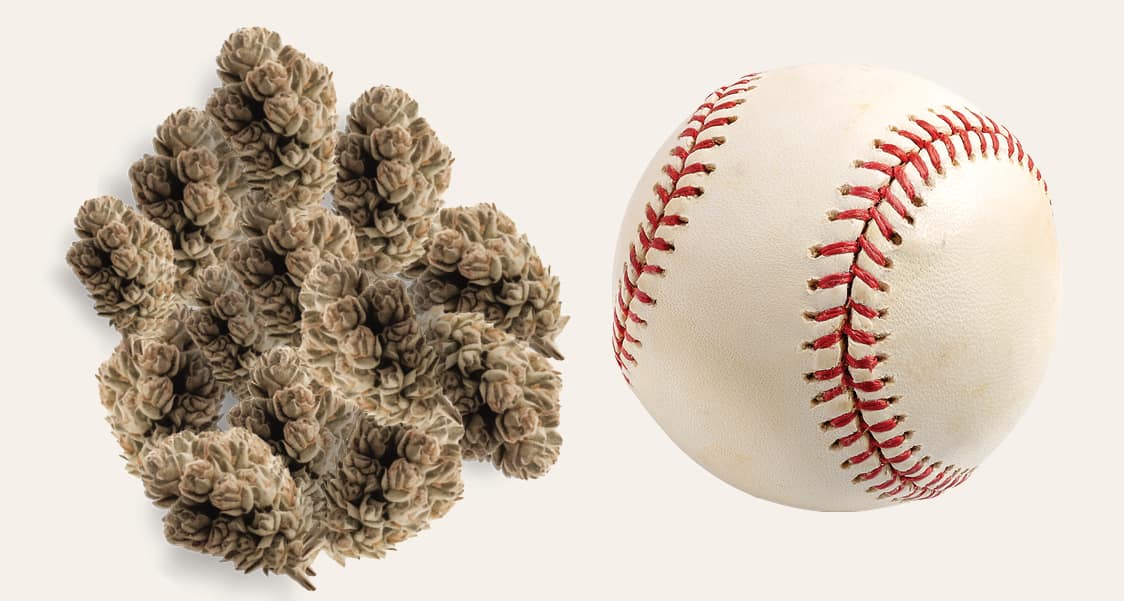 cannabis and baseball size comparison