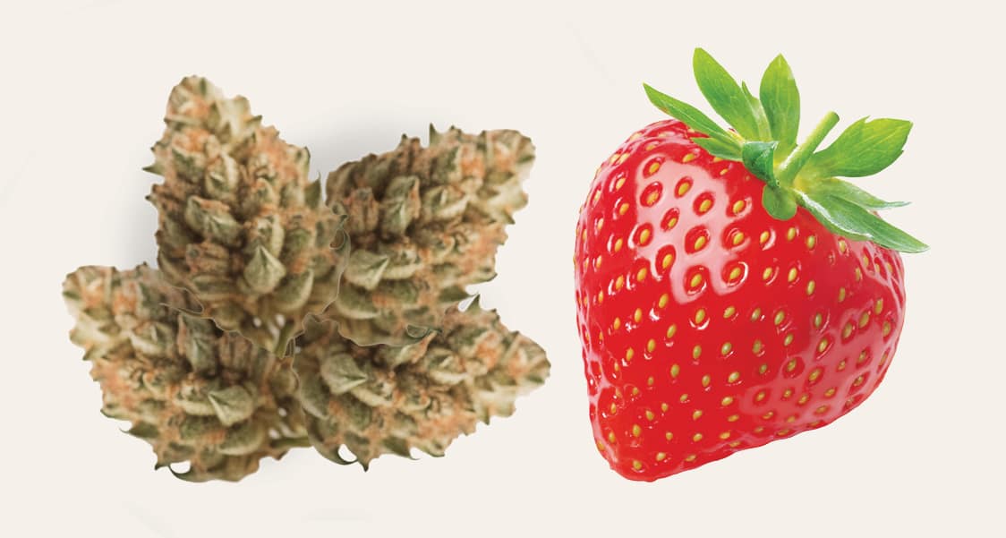 cannabis and strawberry size comparison